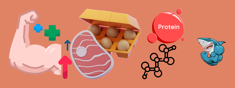 How Much Protein for muscle growth? Complete Fitness Nutrition Guide