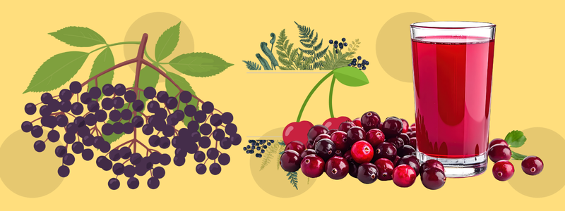 Elderberry Juice Weight Loss Study: A Natural Breakthrough in Healthy Fat Loss