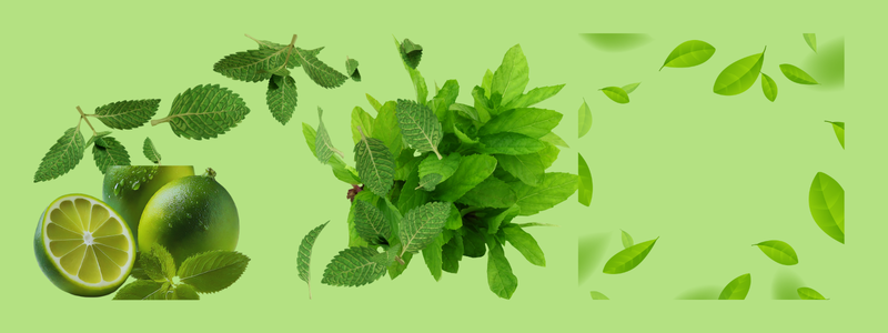 Mint Benefits: Why This Refreshing Herb Deserves a Place in Our Daily Life